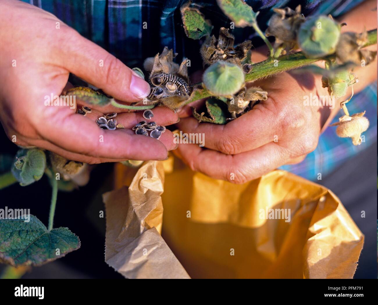 Using hands to remove hollyhock seeds from stem Stock Photo