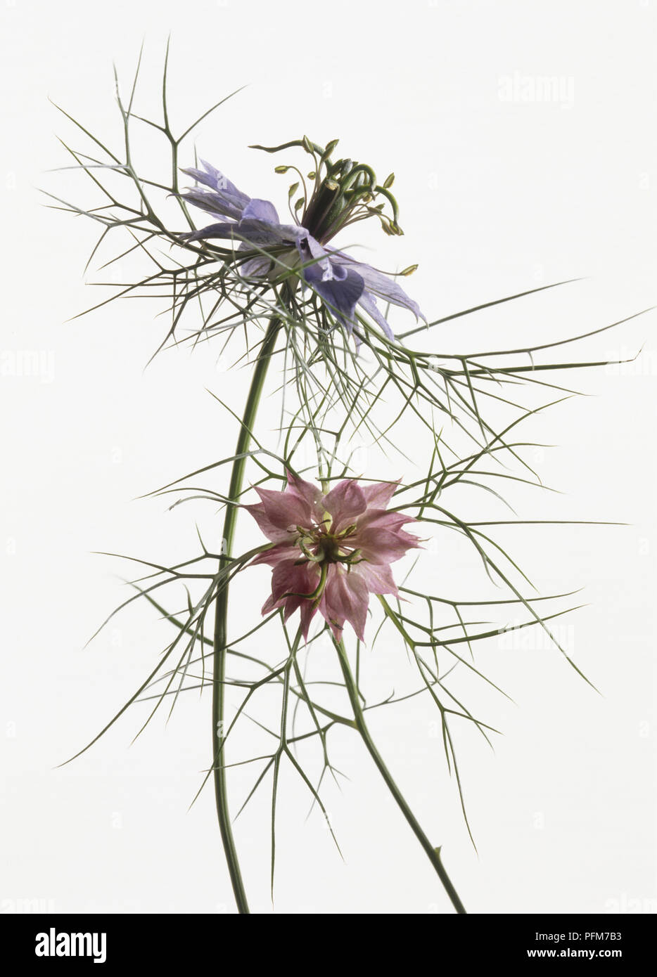 Nigella damascena persia, Persian Jewel Nigellas Stock Photo