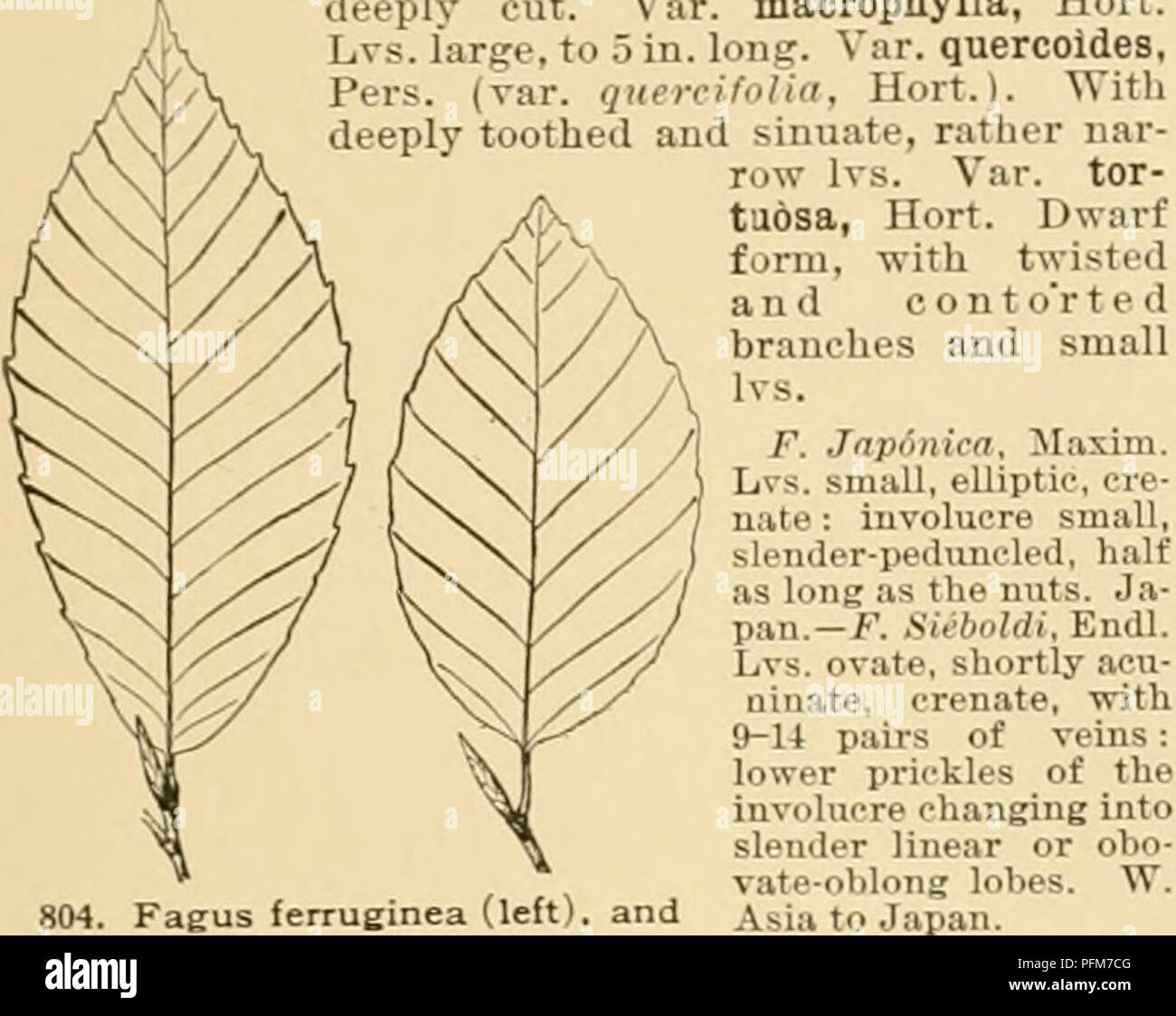 Pagus hires stock photography and images Alamy