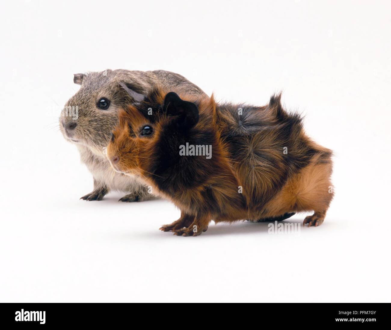 Two guinea pigs, one grey-brown and the other orange-black Stock Photo ...