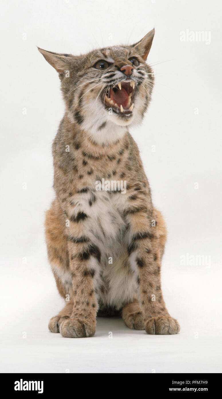 Bobcat (Felis rufus) hissing, front view Stock Photo