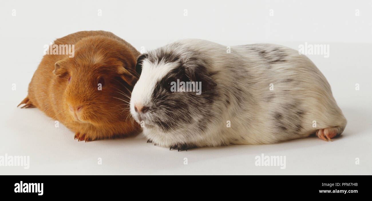 A grey guinea pig and a brown guinea pig Stock Photo - Alamy