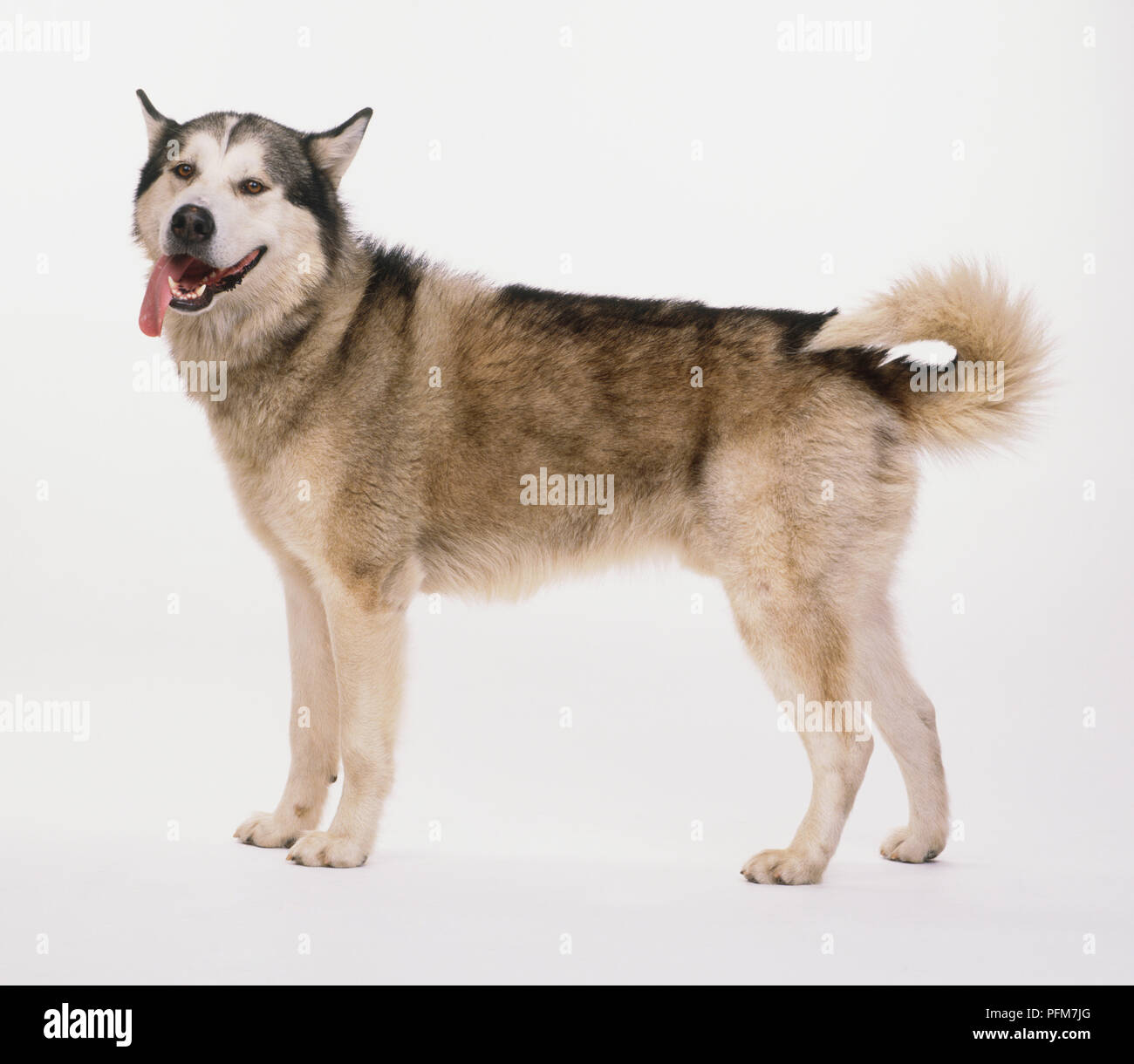 Pannello Decorativo Con Cane Alaskan Malamute - 20x10 Cm In PVC Resistente Per Esterni - 3