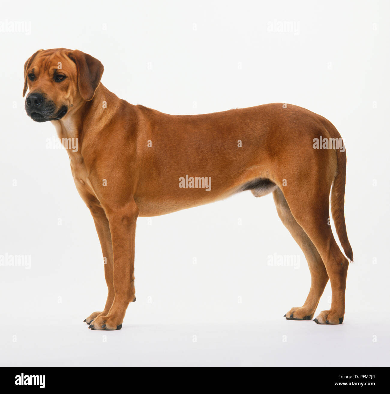 Top 90+ Pictures Dog With Hair Standing Up On Back Completed