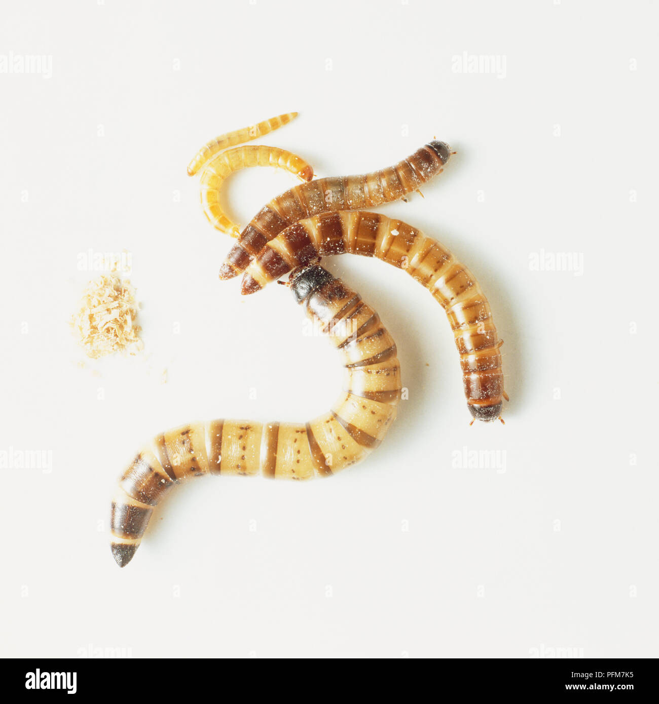 Grubs hi-res stock photography and images - Alamy