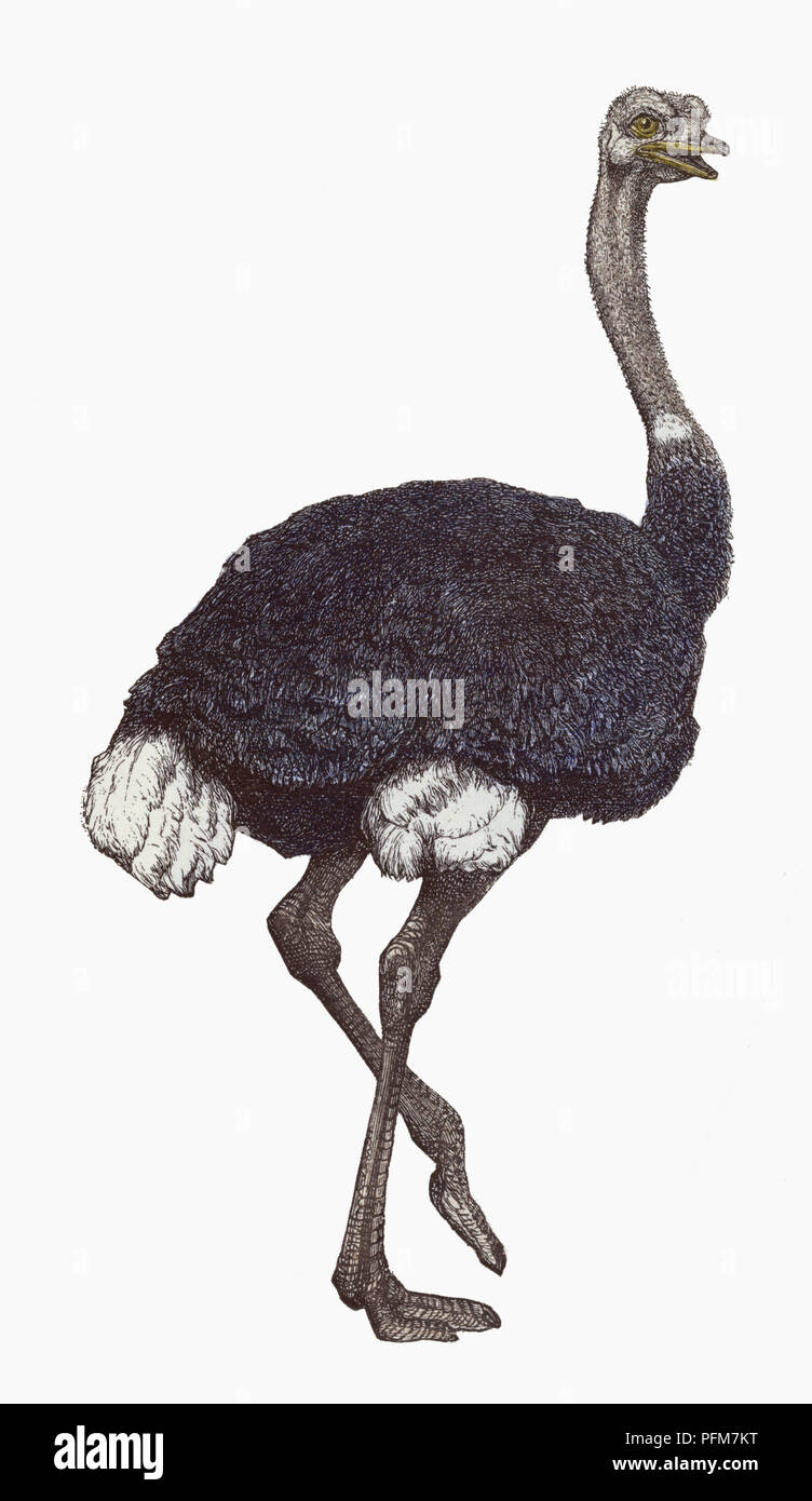 Black and white illustration of an ostrich. Stock Photo