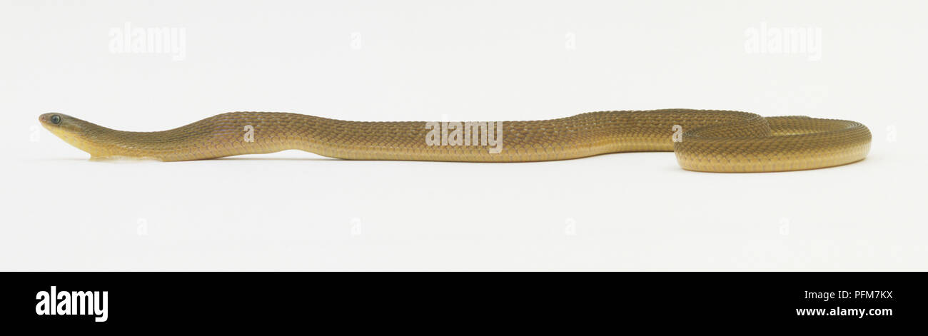 Egg-eater snake (Dasypeltis scabra) Stock Photo