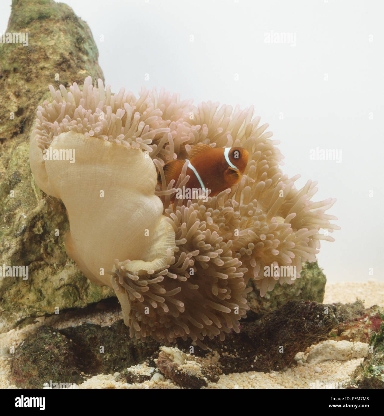 A clownfish (Amphirion sp.) in a sea anemone (Heteractis magnifica) Stock Photo