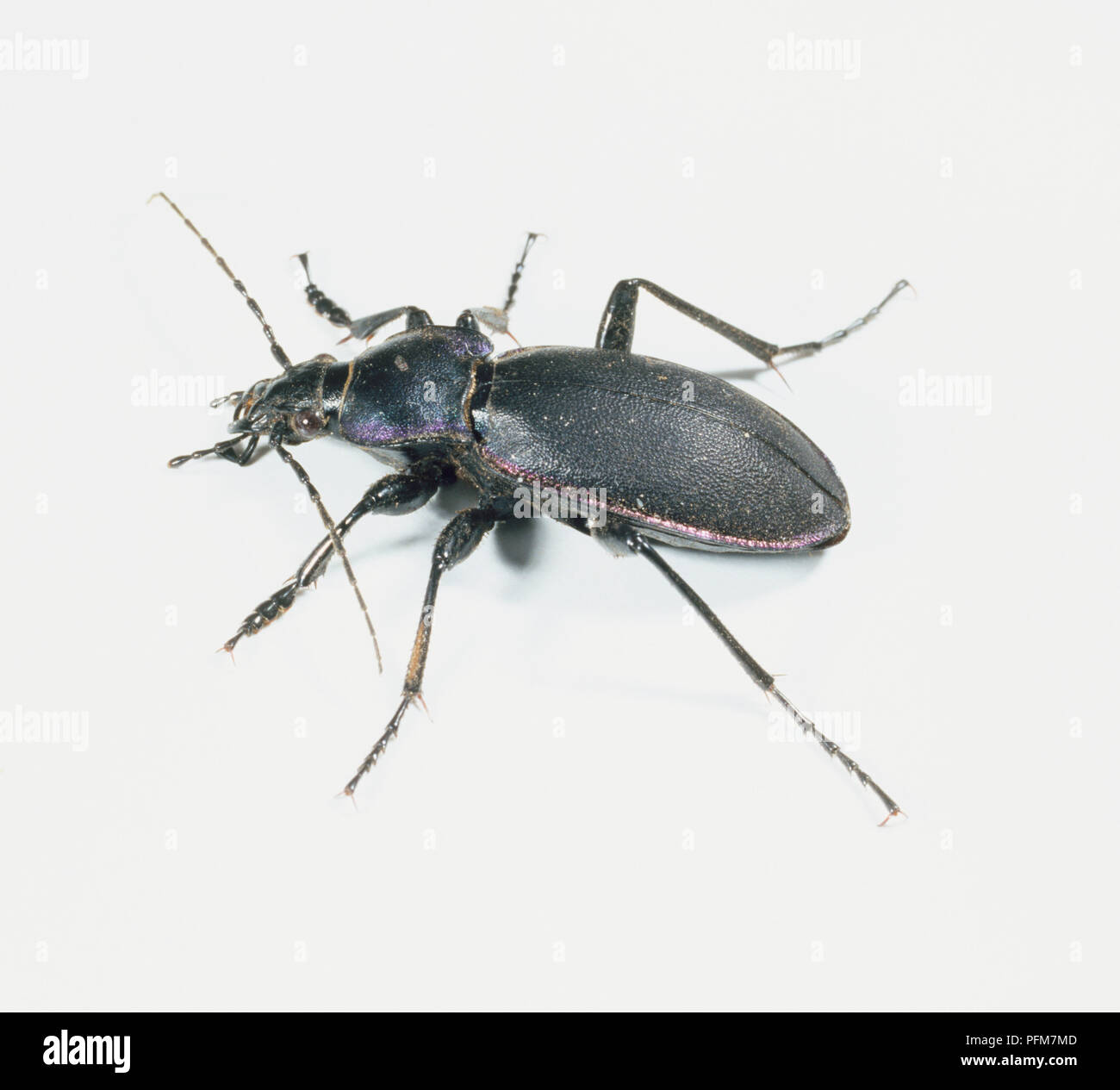 Violet ground beetle (Carabus violaceus), view from above Stock Photo