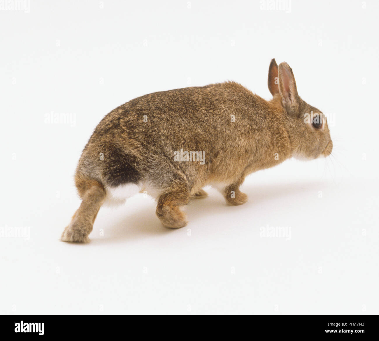 Rabbit photography hi-res stock photography and images - Alamy