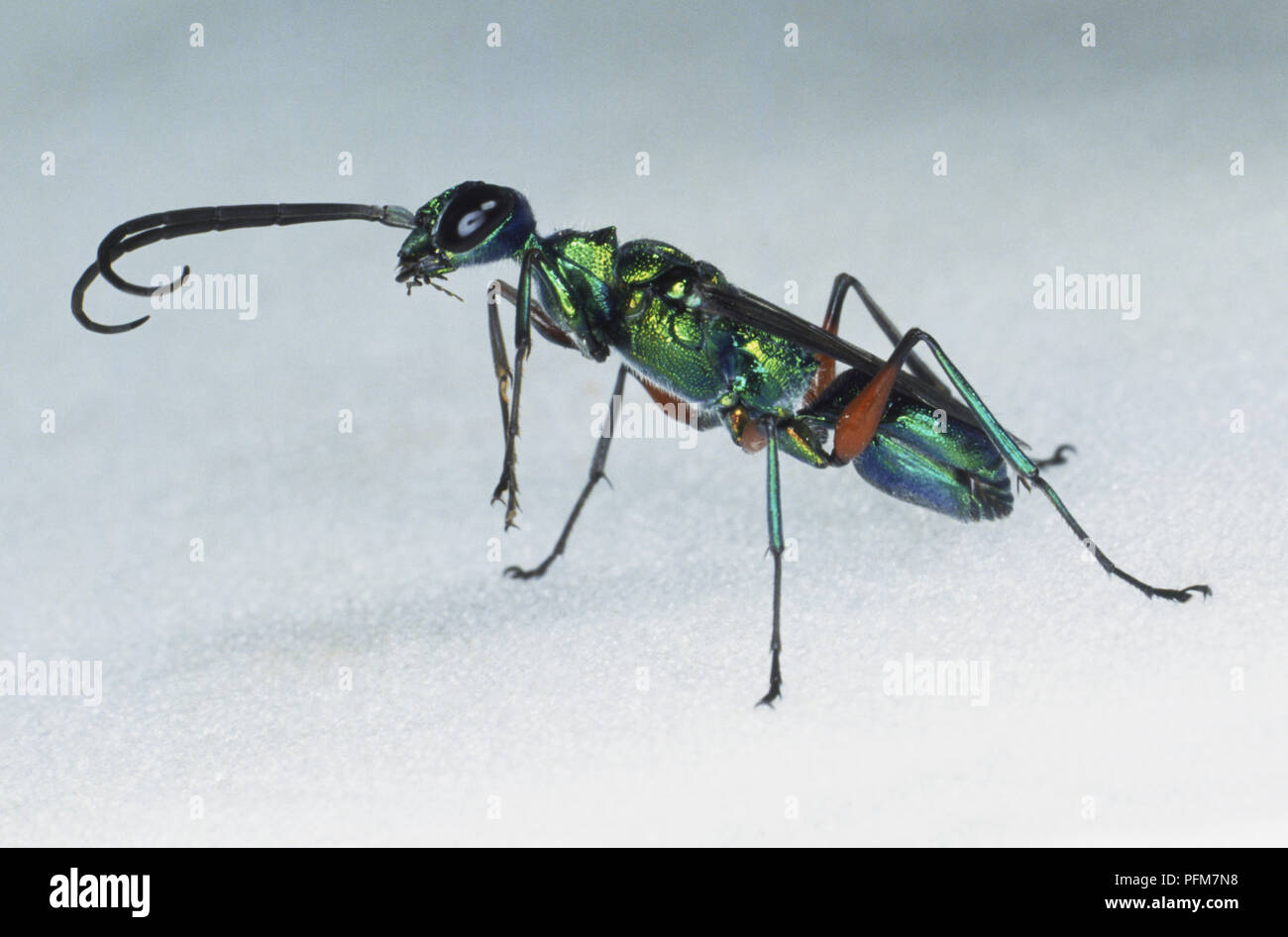 Ampulex compressa hires stock photography and images Alamy