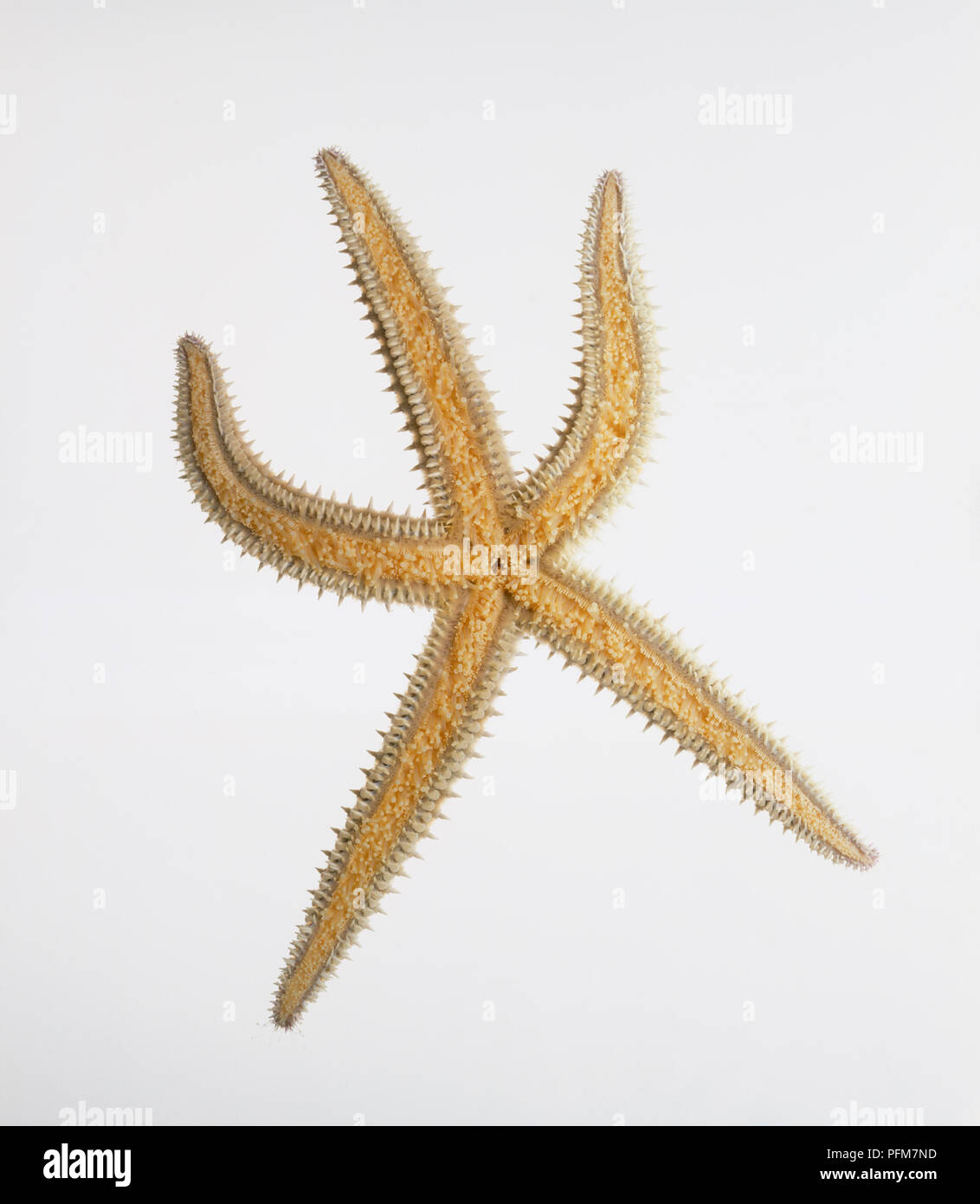 Starfish anatomy hi-res stock photography and images - Alamy