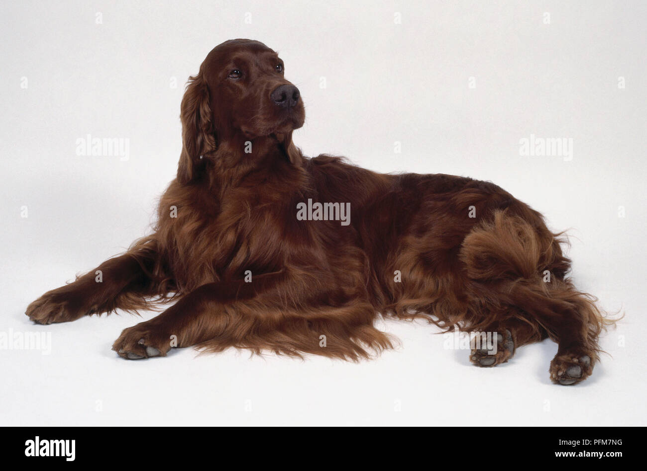 irish setter coat