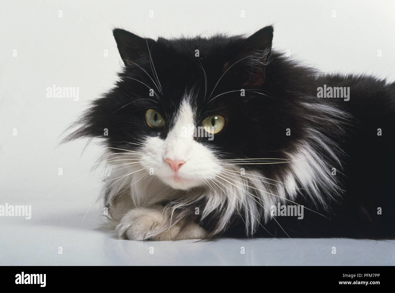 A black and white cat's head Stock Photo Alamy