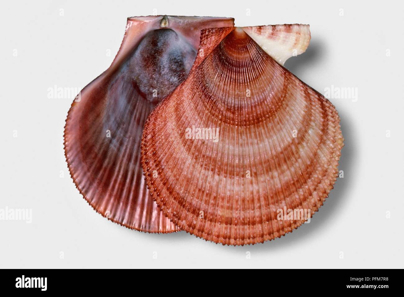 Iceland scallop (Chlamys islandica), shells Stock Photo Alamy