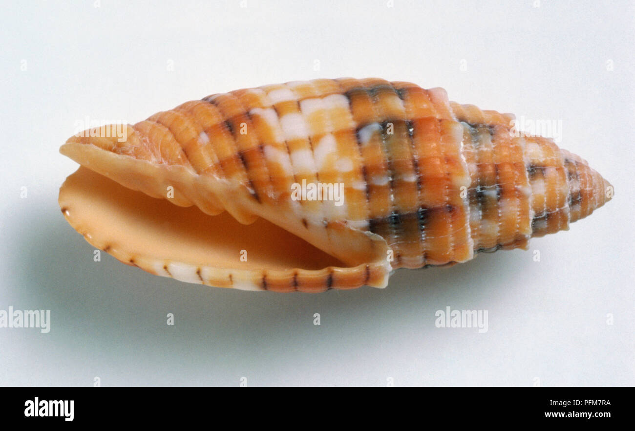 Mitra puncticulata, Dotted Mitre Shell, solid with rounded stepped whorls on spire, vertical ridges, orange with black and white markings. Stock Photo