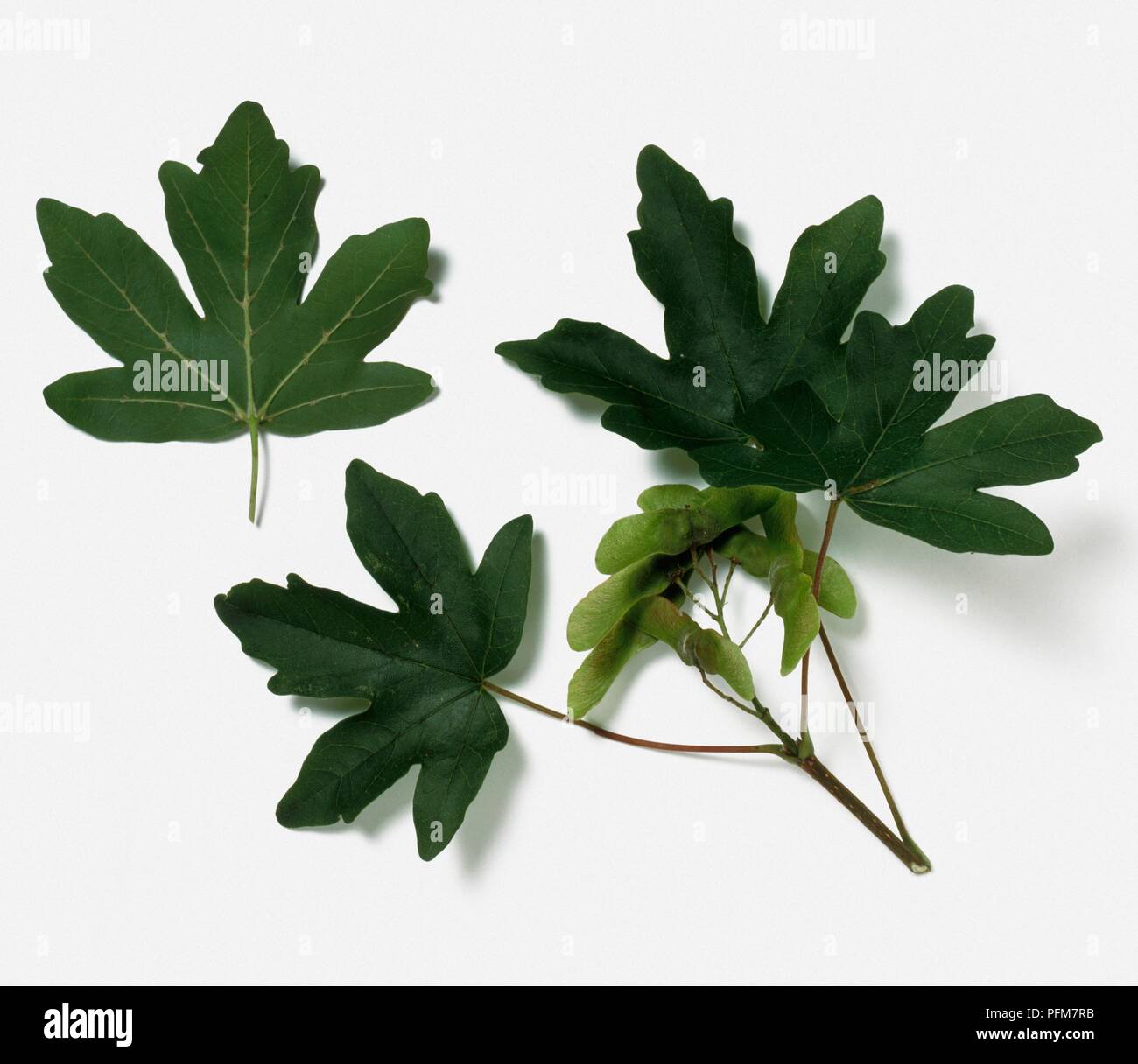 Lobed leaves from Acer campestre (Field maple) Stock Photo