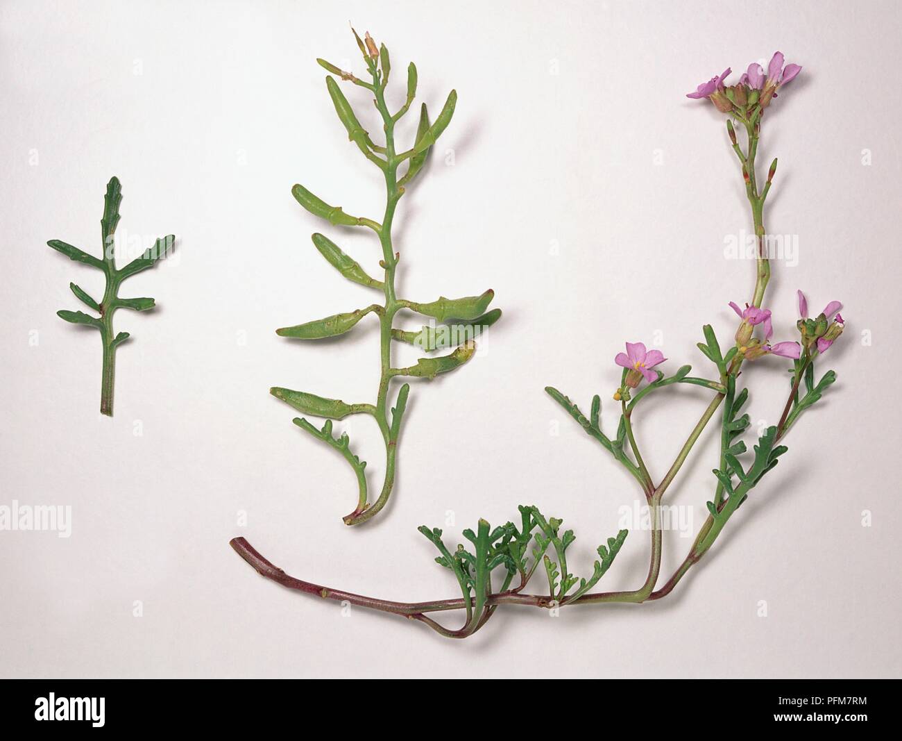 Cakile maritima (Sea rocket), stems with leaves, and stems with leaves and purple-pink flowers Stock Photo