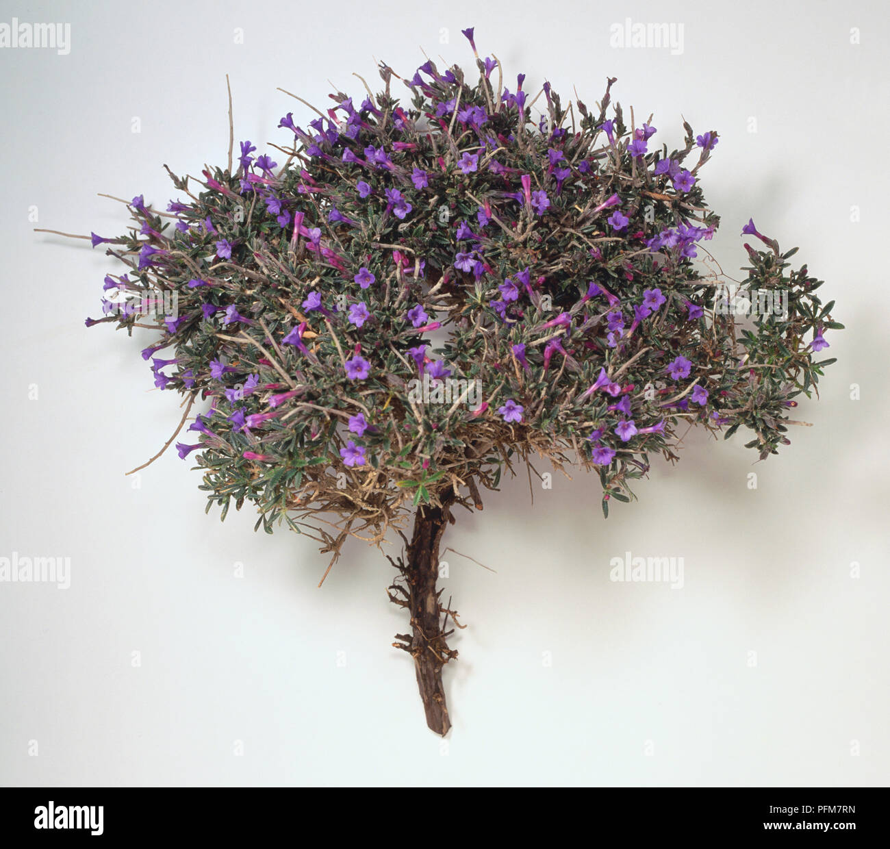 Lithodora hispidula,dense stiff branch with small green leaves and purple flowers. Stock Photo