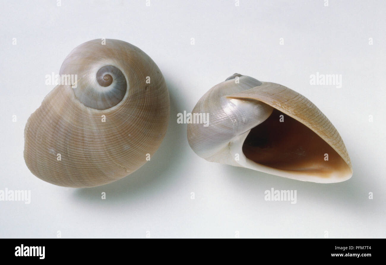 Sinum cymba, above view of two Boat Ear Moon Shells one on its side, light silver grey with delicate swirl. Stock Photo