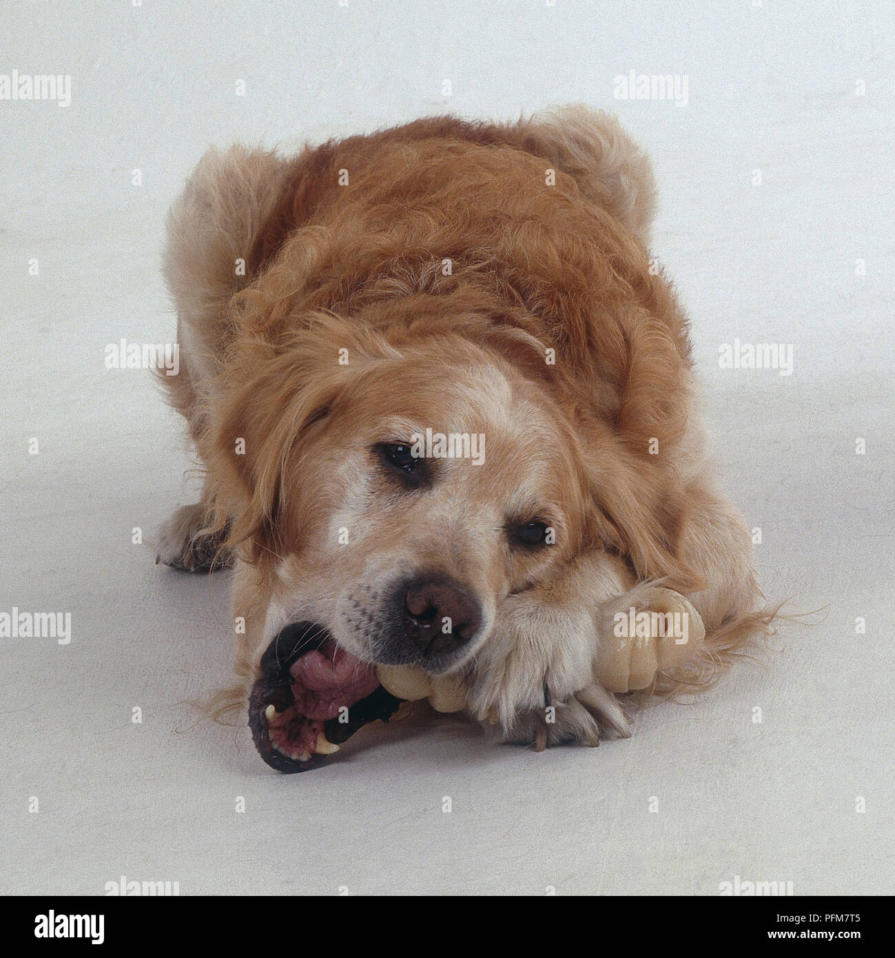 A dog with long reddish orange fur with white spots on its face chews on a toy while lying on the floor. Stock Photo