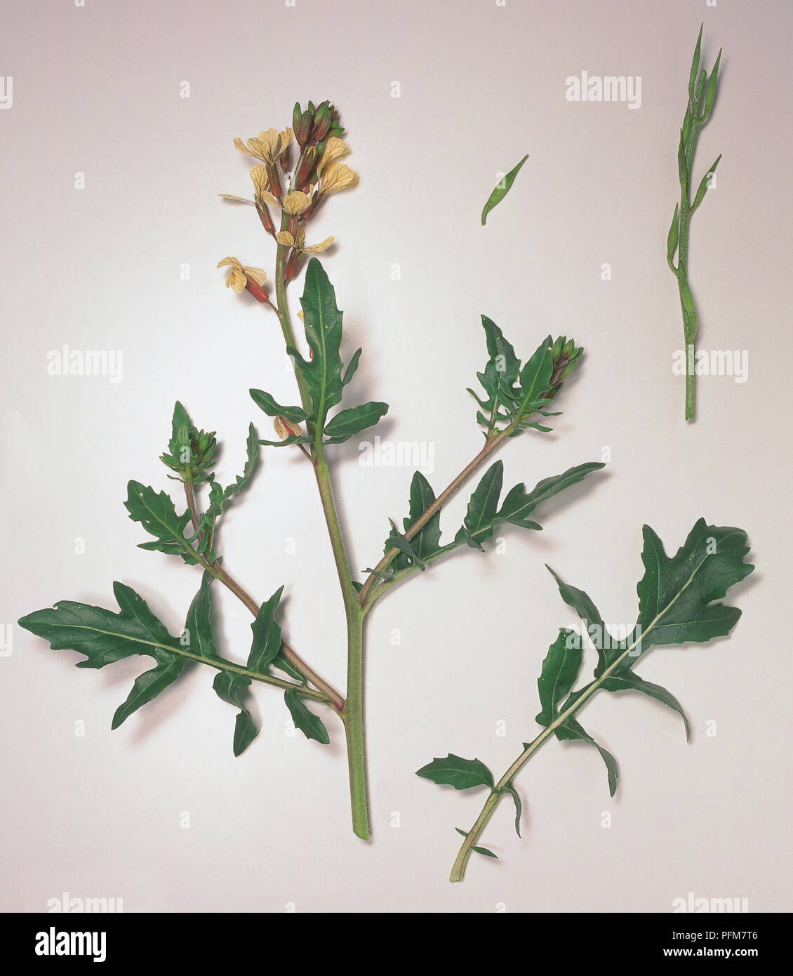 Eruca vesicaria, rocket branch with leafy green branch and pale yellow flowers. Stock Photo