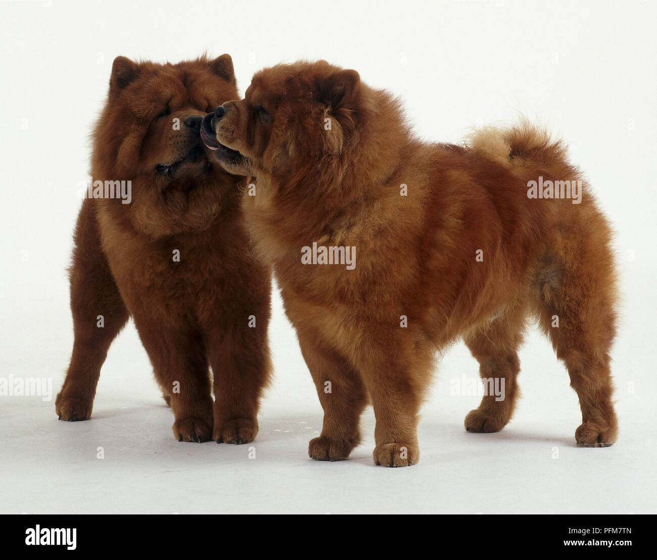 Two reddish-gold Chow Chow dogs sniff noses together while standing side-by-side. Stock Photo