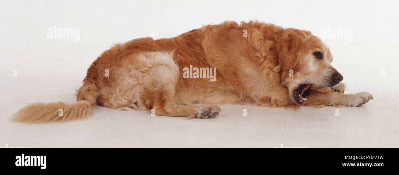 A golden retriever with strong jaws chews on a toy or bone while lying on the floor. Stock Photo