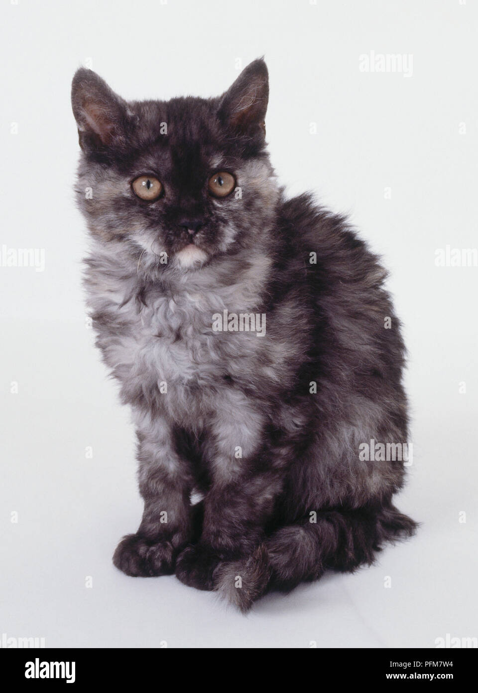Black Tortie Smoke Selkirk Rex kitten with round, widely separated eyes