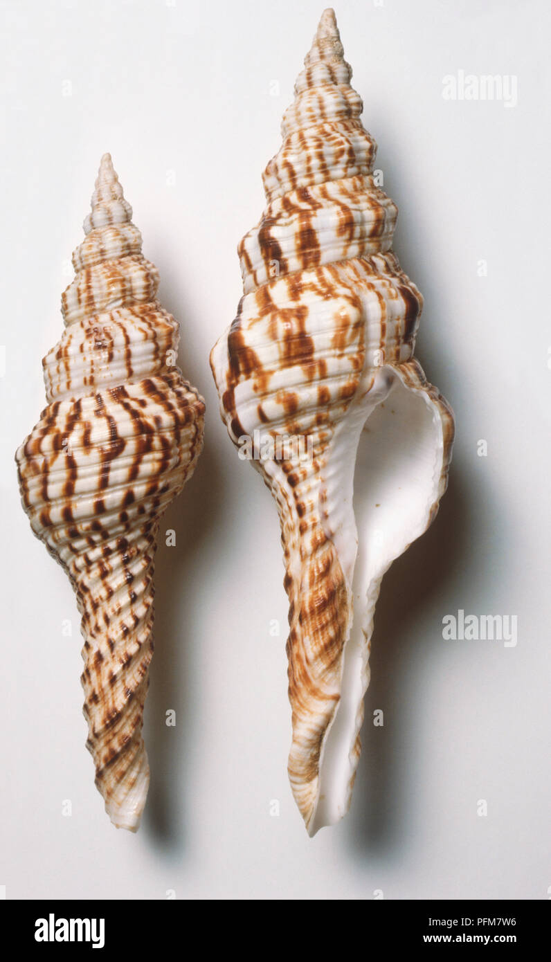 Two Nicobar Spindle shells (Fusinus nicobaricus), close up. Stock Photo