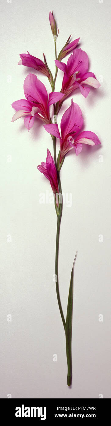 Gladiolus illyricus stem with red purple flowers on single green spike. Stock Photo