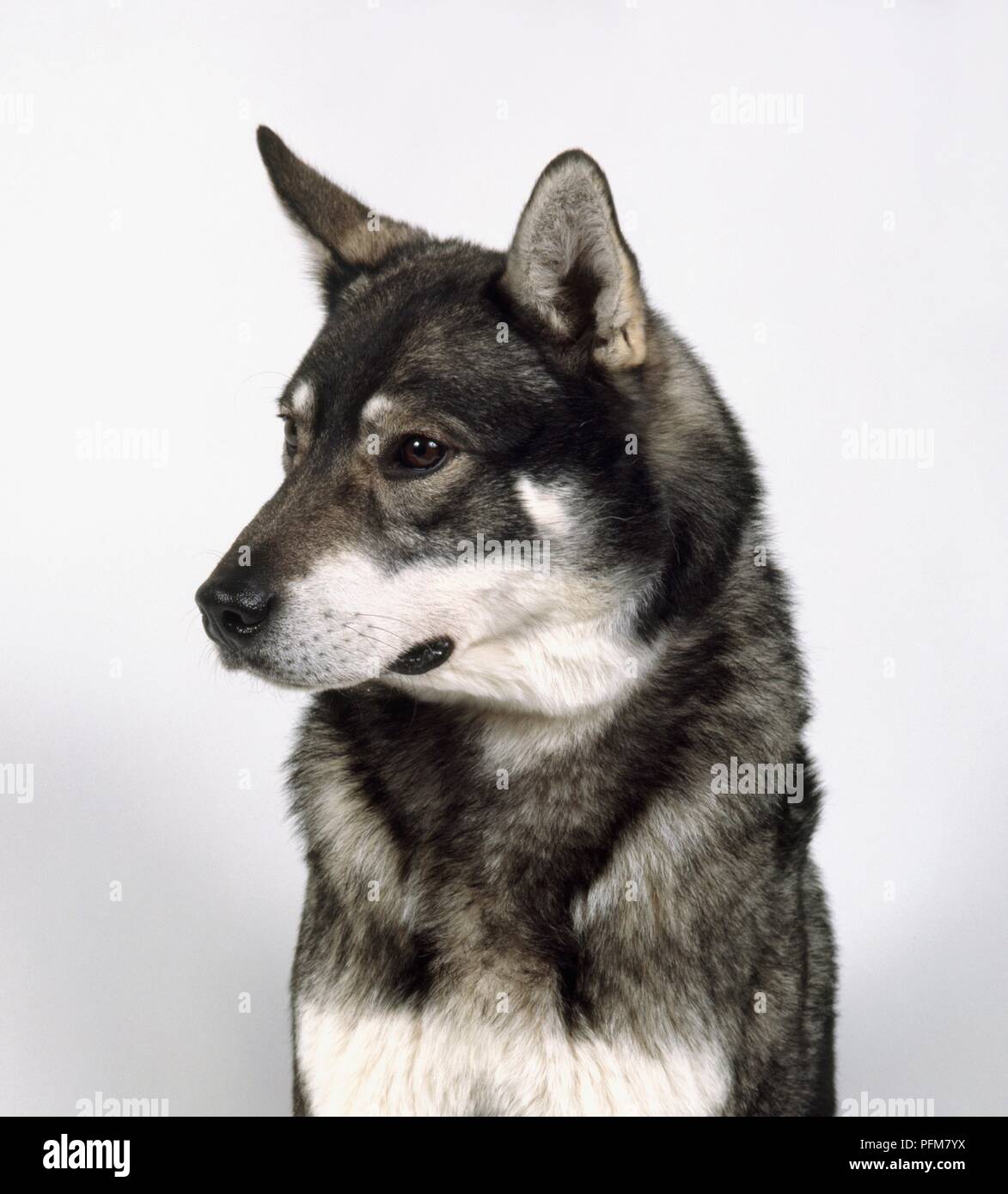 Swedish Elkhound Head And Shoulders Stock Photo Alamy