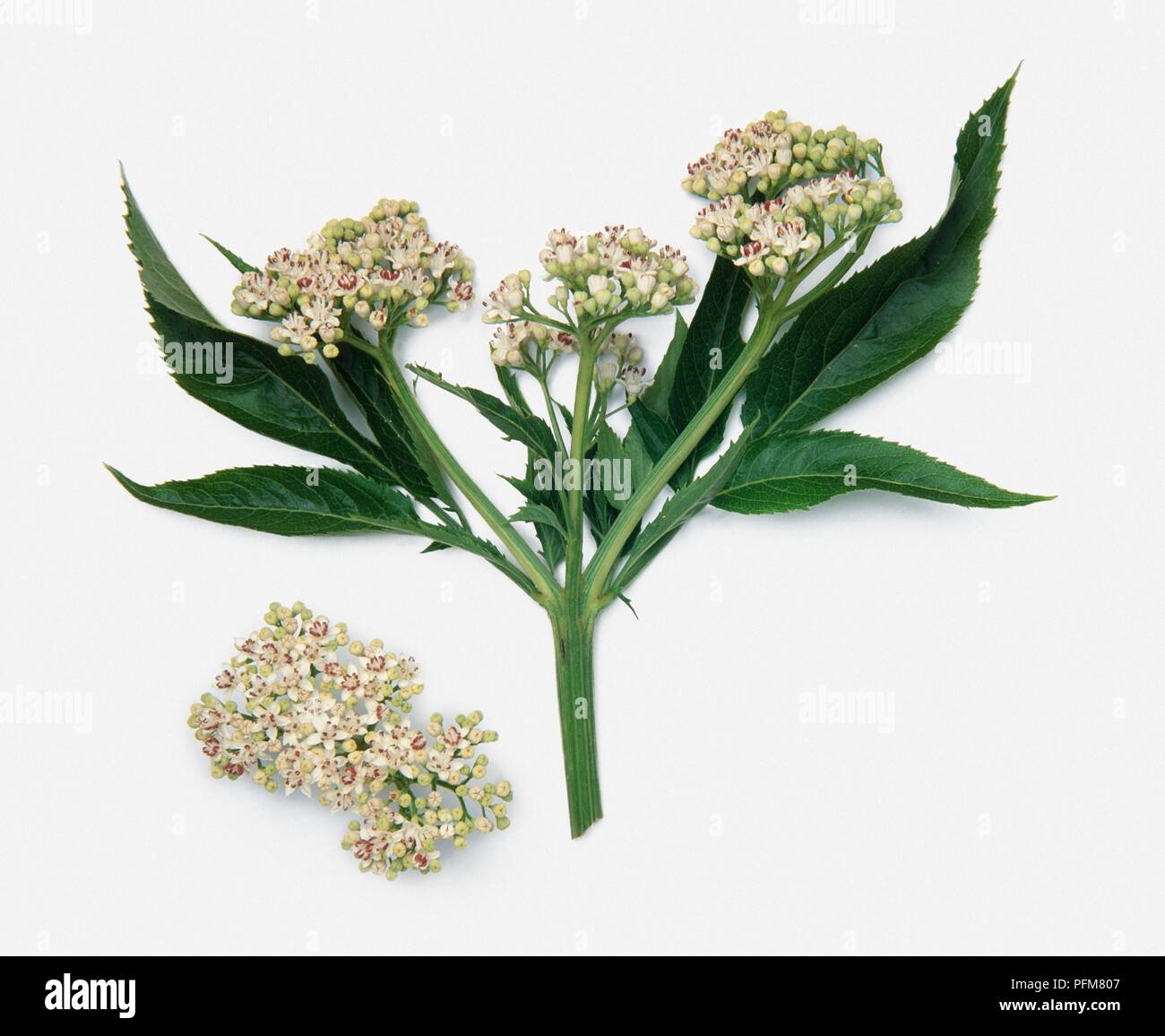Sambucus ebulus (Dwarf elder), stem with white flowers in umbels and green  leaves Stock Photo - Alamy