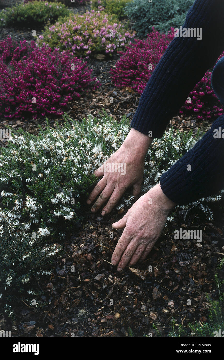 Man's hands spreading a bark mulch under a plant with small white flowers to cover all exposed soil. Stock Photo