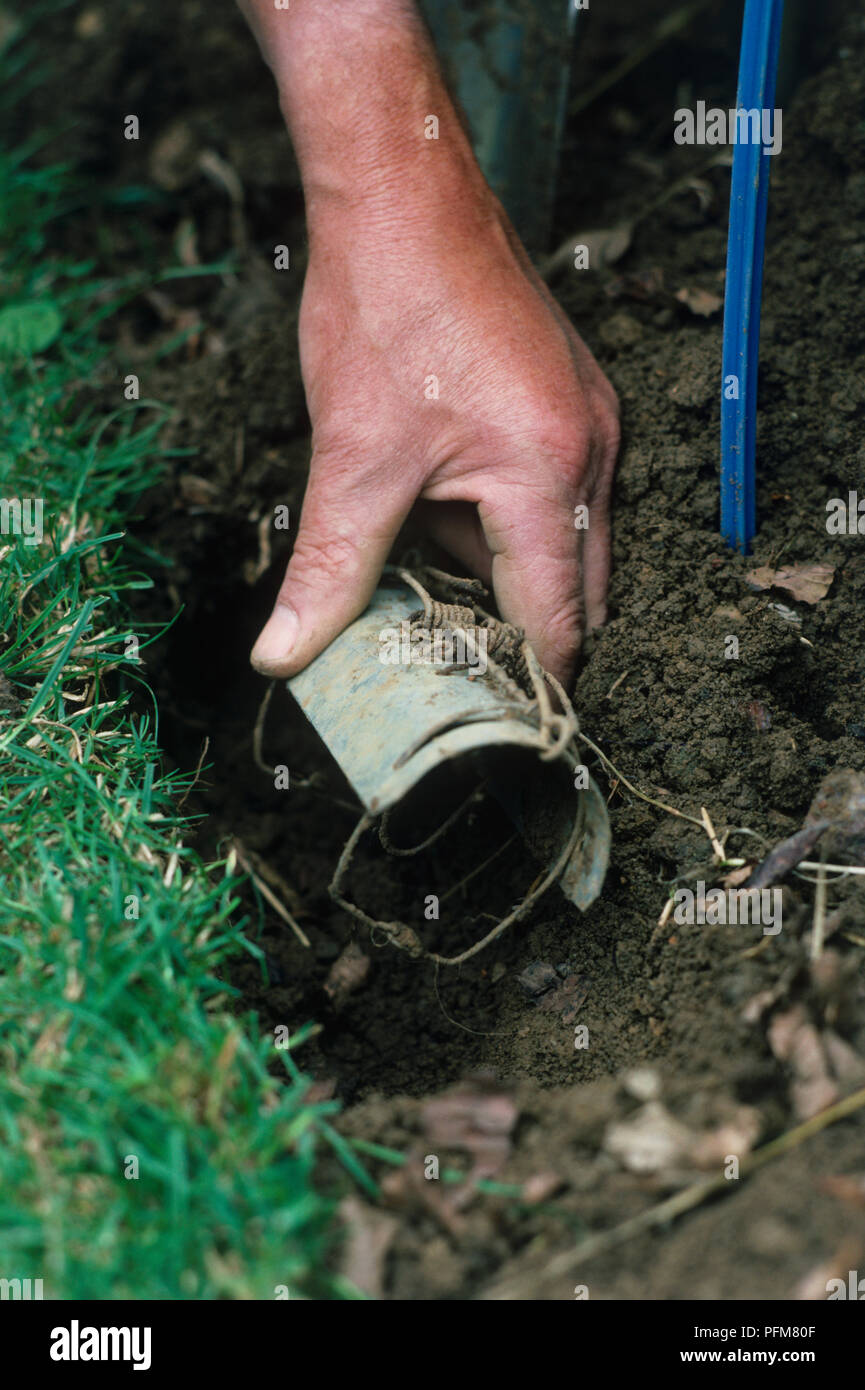 Man's hand placing mole trap in the ground Stock Photo