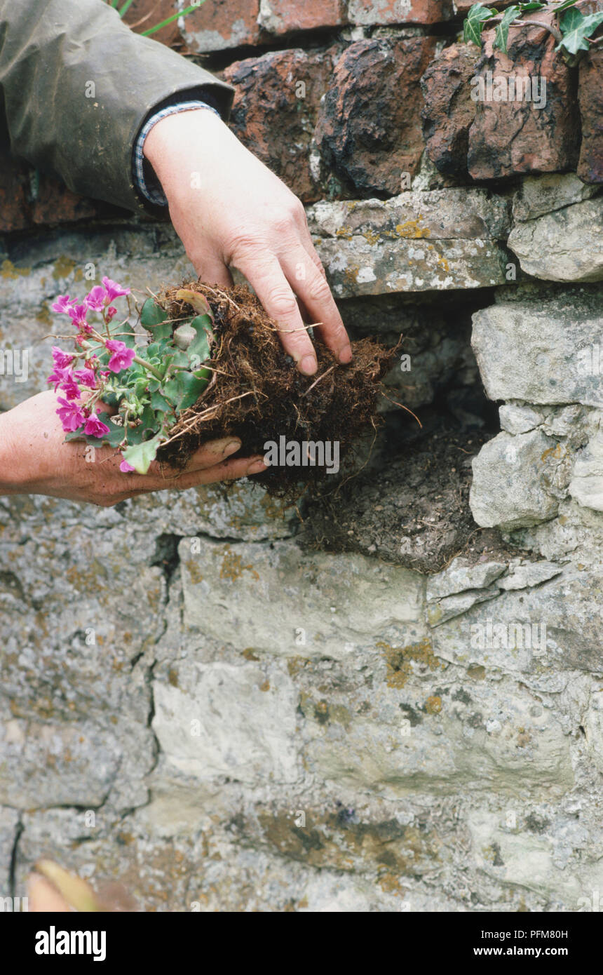 Man's hands pushing the turf-wrapped root ball of an alpine plant into a hole in a rock wall. Stock Photo