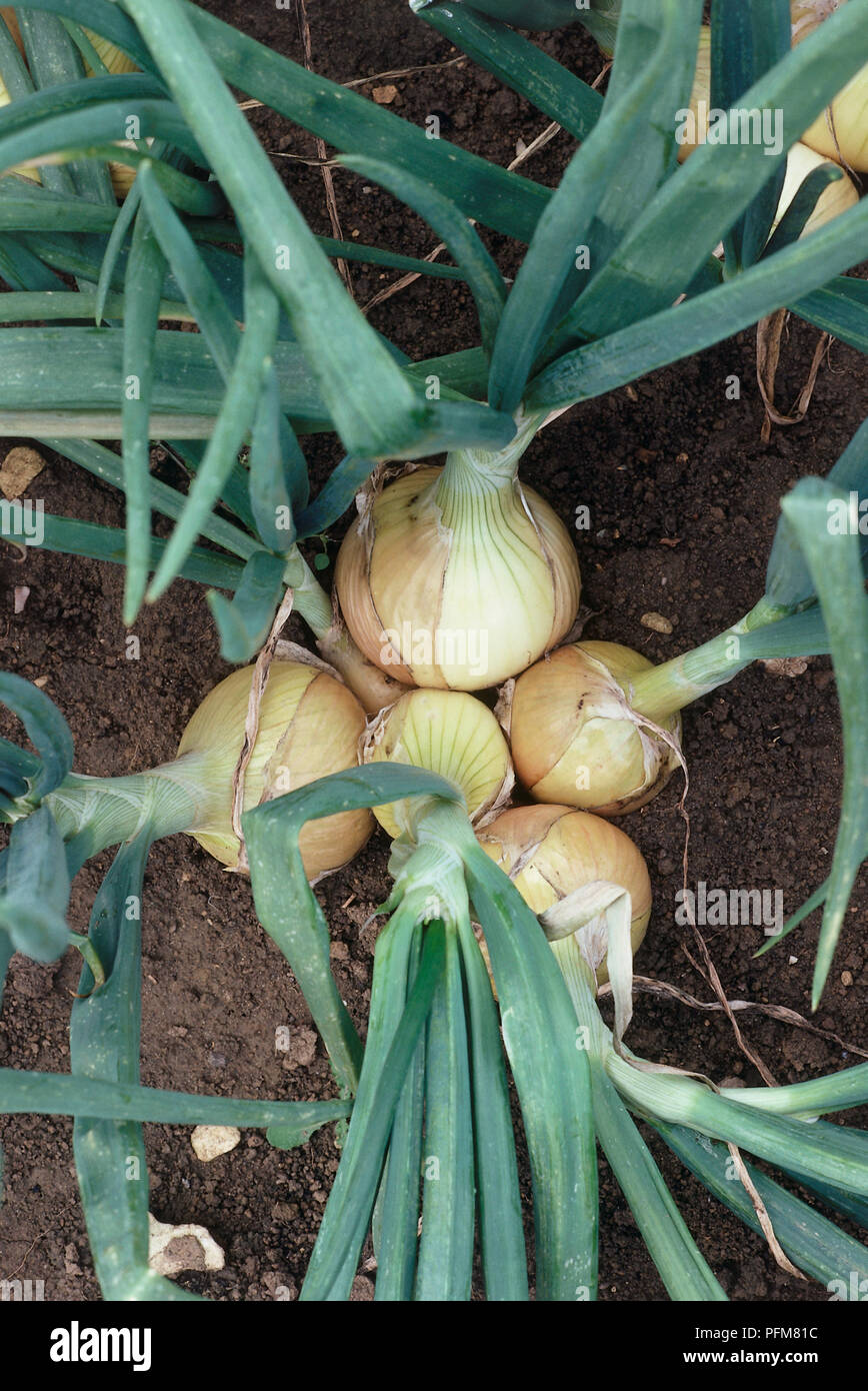 Above view of onions in the ground, growing, showing multiplesown