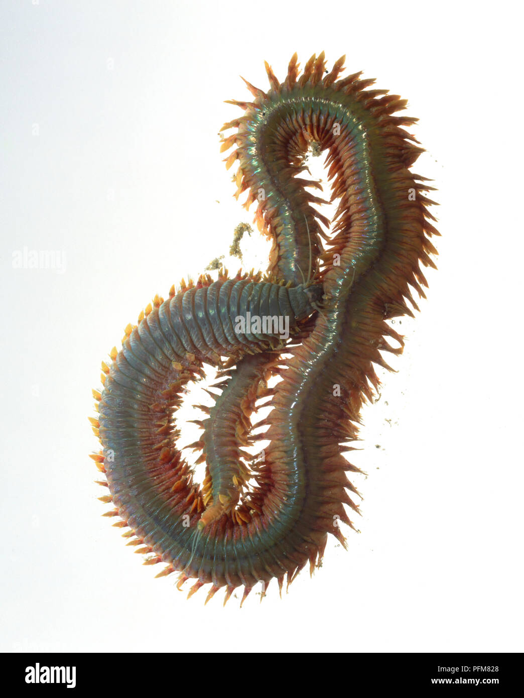 King Ragworm (Nereis virens) curled up Stock Photo