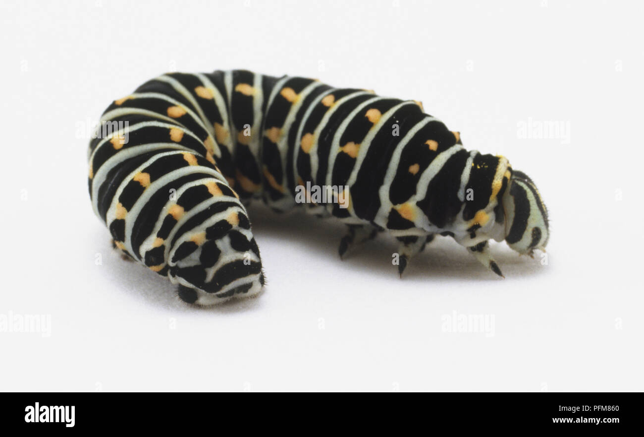 Baby caterpillars hi-res stock photography and images - Alamy