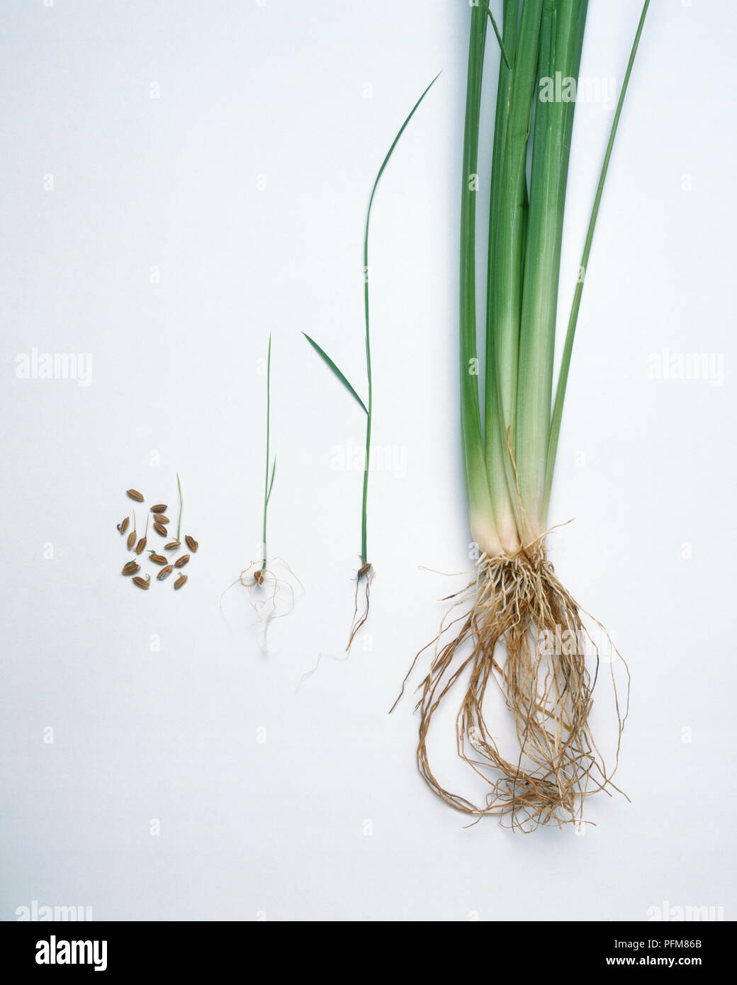 1 2 days old hi-res stock photography and images - Alamy