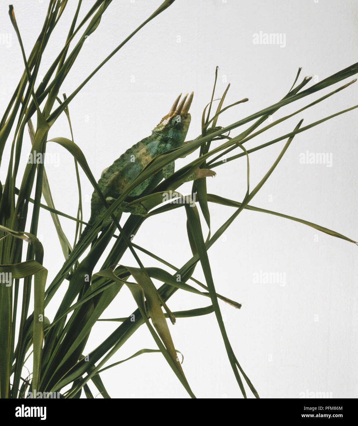 Jackson's Chameleon (Chamaeleo jacksonii) amongst leaves, side view Stock Photo