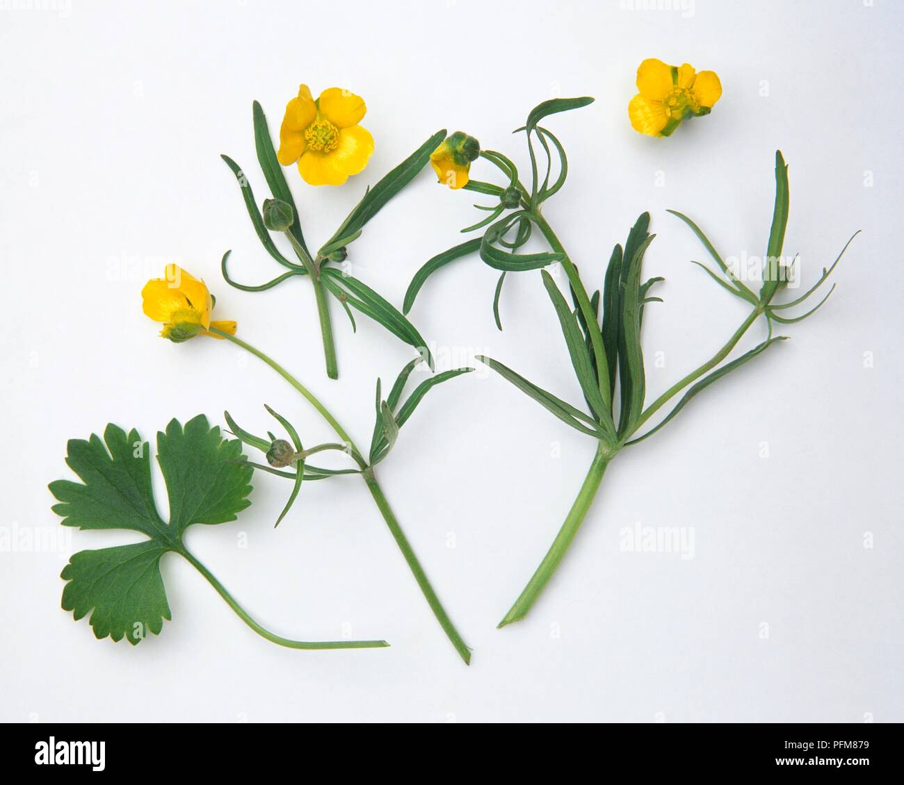 Ranunculus auricomus (Goldilocks), stems with yellow flowers and lobed leaves Stock Photo