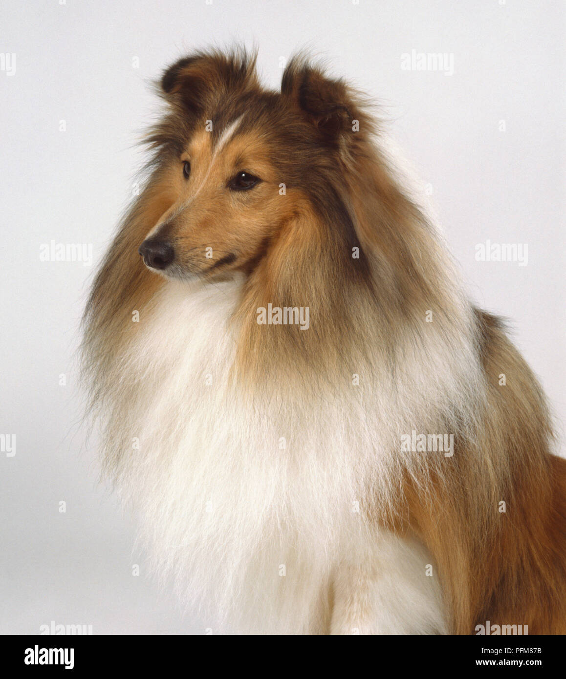 Sheltie coat cheap