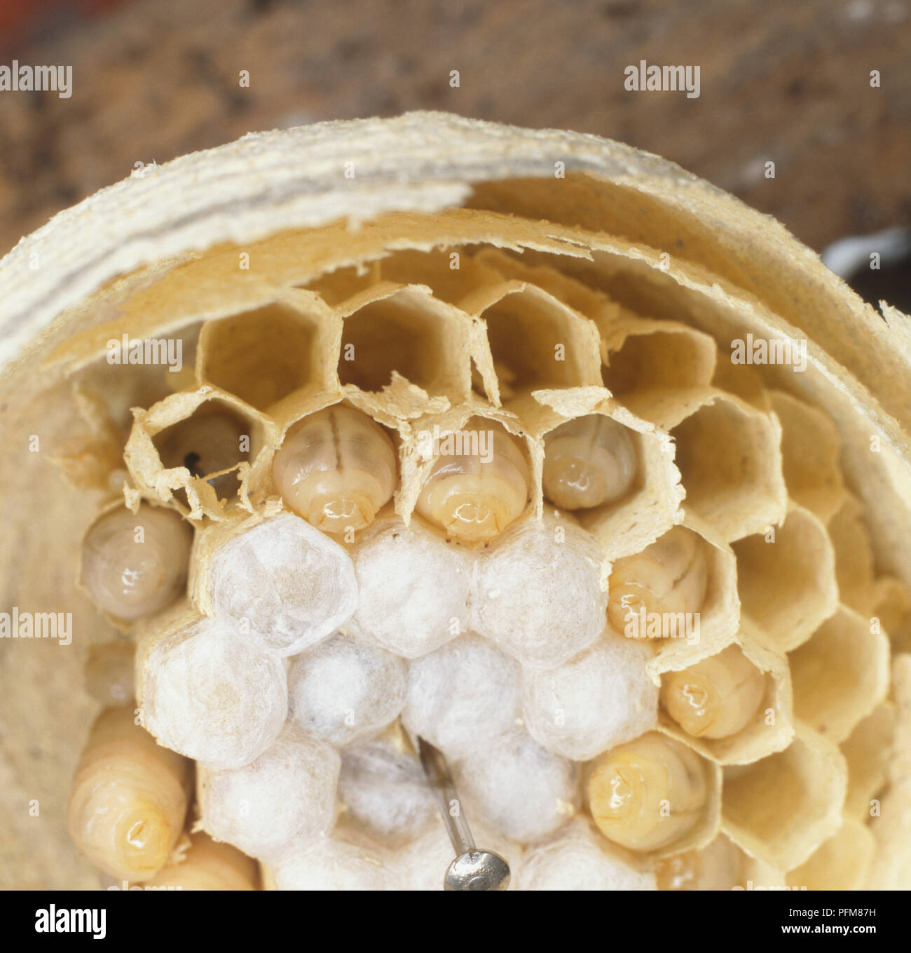 Common Wasp larvae covering cells with silk caps Stock Photo - Alamy