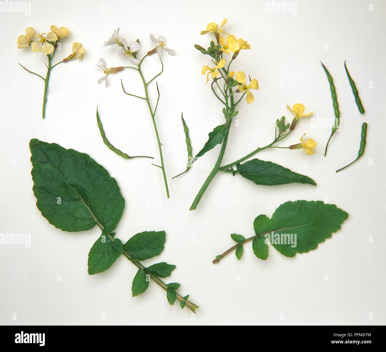 Raphanus raphanistrum (Wild radish), white and yellow flowers, and leaves Stock Photo