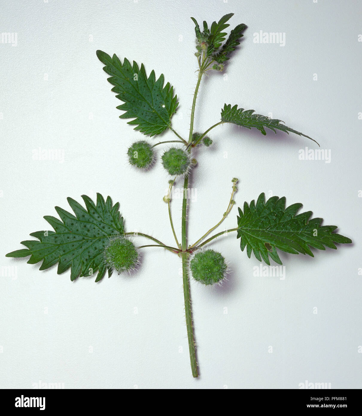 Urtica pilulifera, flowers of the roman nettle, bright green broad leaves with female ball-like flowers armed with stinging hairs and male spikes. Stock Photo