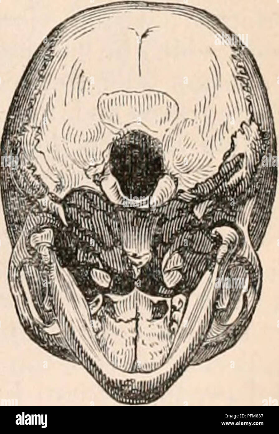 . The cyclopædia of anatomy and physiology. Anatomy; Physiology; Zoology. Elliptical Cranium of European. (From a specimen in the Museum of the Royal College of Surgeons.&quot;) the corresponding view injigs. 807. and 811.; for in the former it will be seen that the breadth continues to increase above the orbits, and that the cranial vault is rounded and capacious ; whilst in the other two, the breadth diminishes rapidly, especially in the frontal region, from the floor of the orbits upwards. The form of the zygomatic arches is such, that in the facial view they do not project laterally beyond Stock Photo