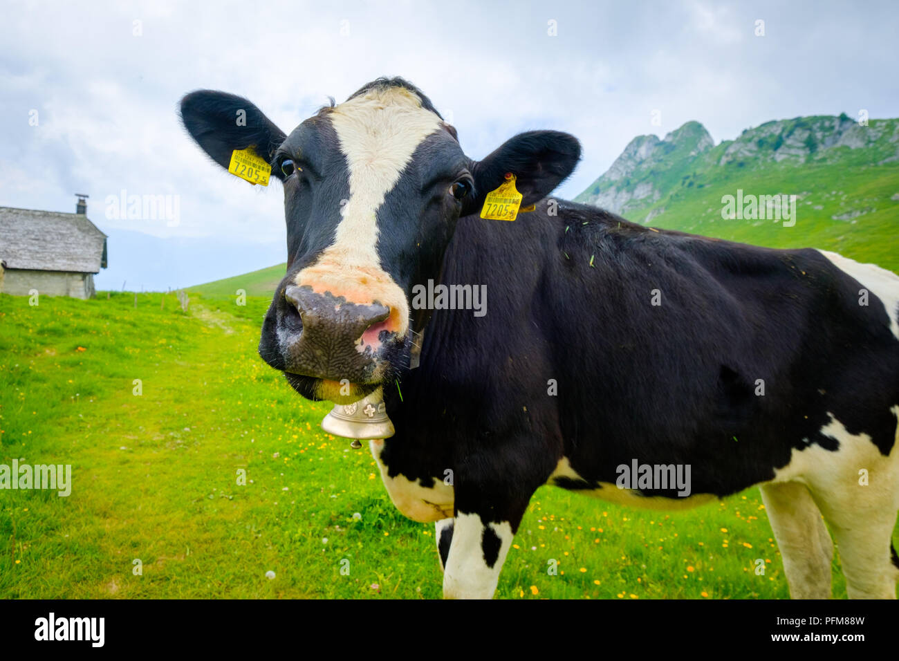Funny portrait of a cow muzzle close-up on an alpine meadow Stock Photo ...