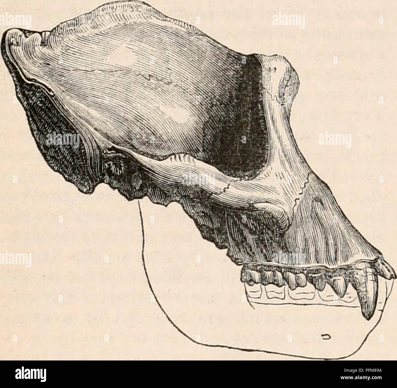 . The cyclopædia of anatomy and physiology. Anatomy; Physiology; Zoology. Front, side, and basal views of the skull of the Trog- lodytes gorilla. (After Owen.} &quot; 10. The larger post-glenoid process, and the longer auditory process (tympanic bone), with their relative position, one behind, but not below, the other.. &quot;11. The position of the stronger zygo- mata opposite the middle third of the basis cranii. ' 12. The prominent supra-orbital ridge. &quot; 13. The longer nasal bones, anchylosed together, and flattened at their lower half. &quot; 14. The greater proportional size, and gre Stock Photo