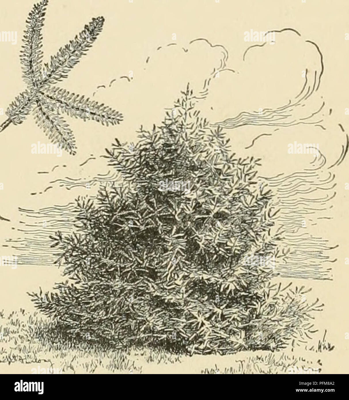 . Cyclopedia of American horticulture, comprising suggestions for cultivation of horticultural plants, descriptions of the species of fruits, vegetables, flowers, and ornamental plants sold in the United States and Canada, together with geographical and biographical sketches. Gardening. 1 Spanish Fir âAbies Pinsapo stocks. Many species which have been referred to Abies are now included in Picea. S. S. 12. Heinrich Mayr, Monographic der Abietineen des Japanischen Reiches. Gn. 11, pp. 280, 281. See Conifers. The following species, in the American trade, are here described, the synonyms being in  Stock Photo